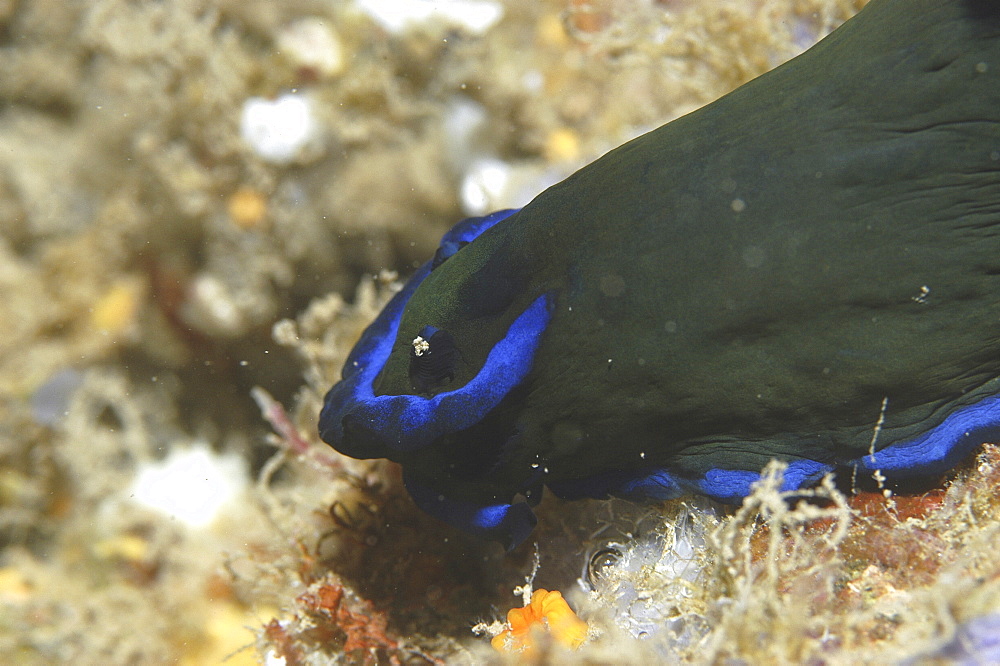 (Nembrotha spp.), detail of nudibranch with dark blue/green skin and brilliant blue markings, Mabul, Borneo, Malaysia, South China Sea