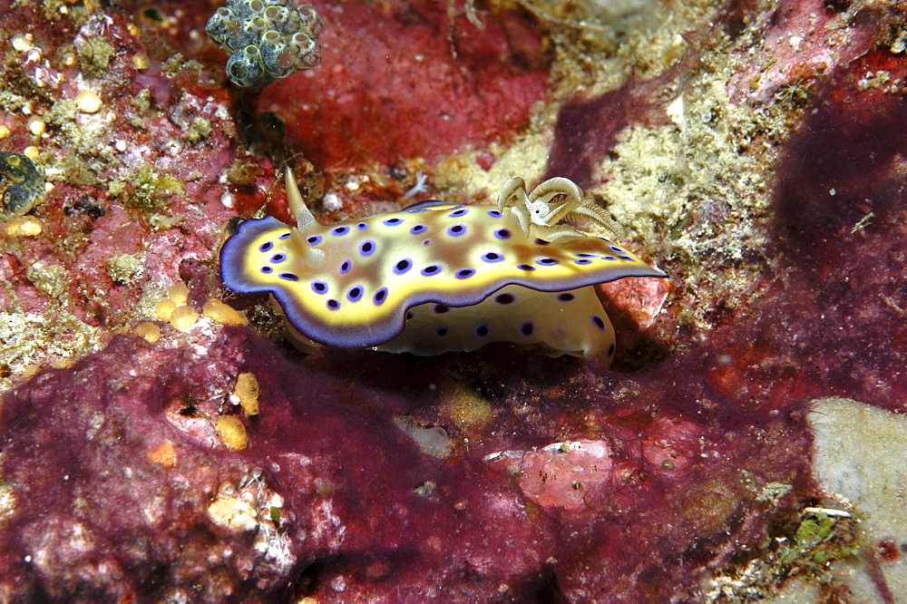 (Chromodoris kuniei) Nidibranch with superb colour markings of purple spots on a cream mantle with purple trim and orange gills, Mabul, Borneo, Malaysia, South China Sea