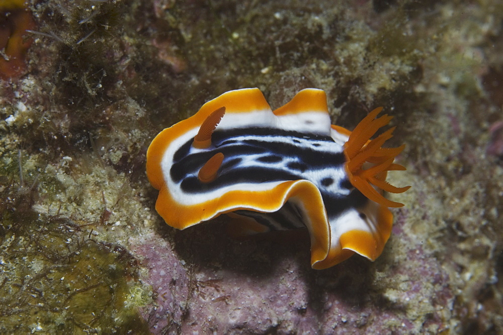 Magnificent Nudibranch (Chromodoris magnifica), superb orange, black & white markings viewd from ablique angle, Mabul, Borneo, Malaysia, South China Sea