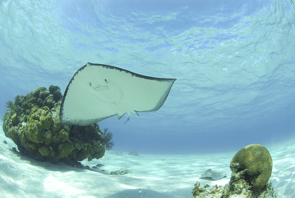 Southern Stingray (Dasyatis americana) swimming overhead, showing light underside and blue water, Cayman Islands, Caribbean