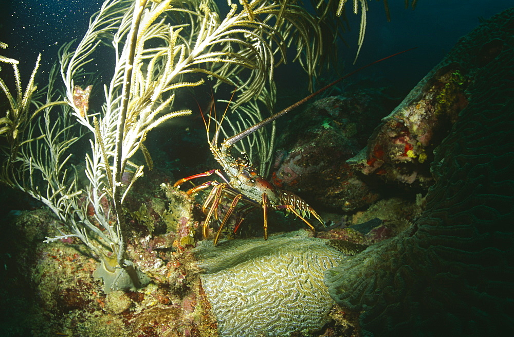 Spiney lobster (panulirus orgus). Trinidad.