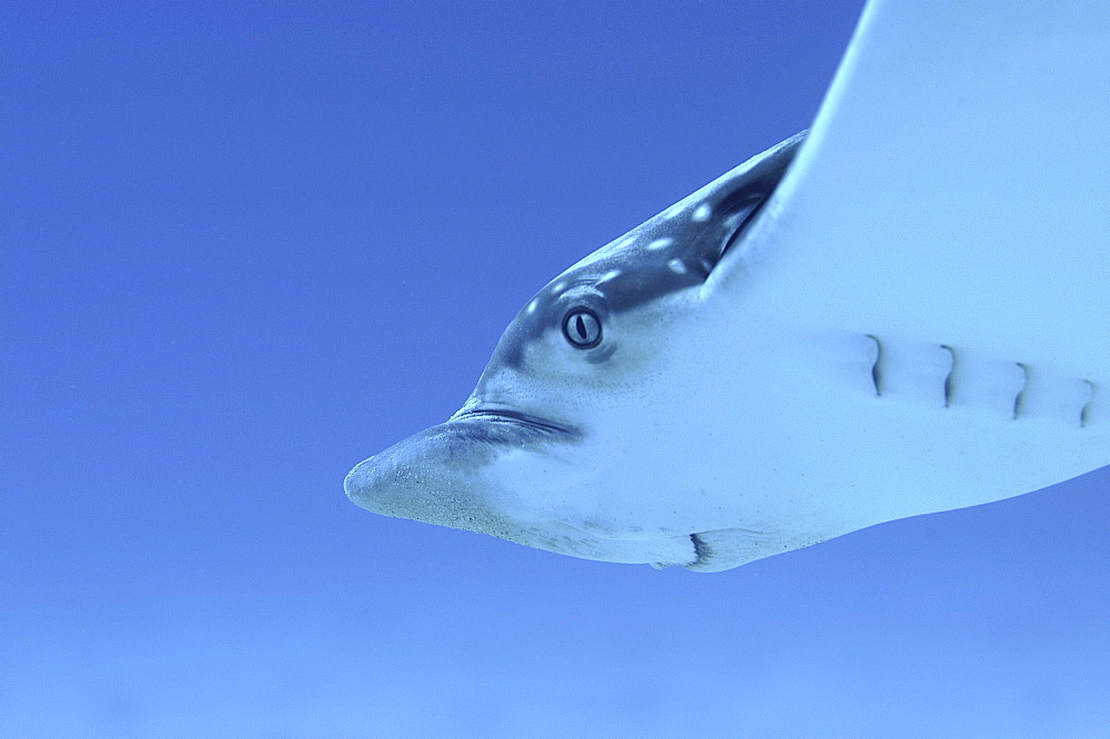 Eagle Ray (Aetobatus narinari) detail showing head and swimming action, Cayman Brac, Cayman Islands, Caribbean