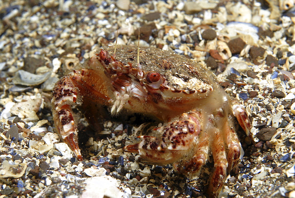 Brown Swimming Crab (Liocarcinus navigator), clear view of crab showing colour and shell markings,  St Abbs, Scotland, UK North Sea