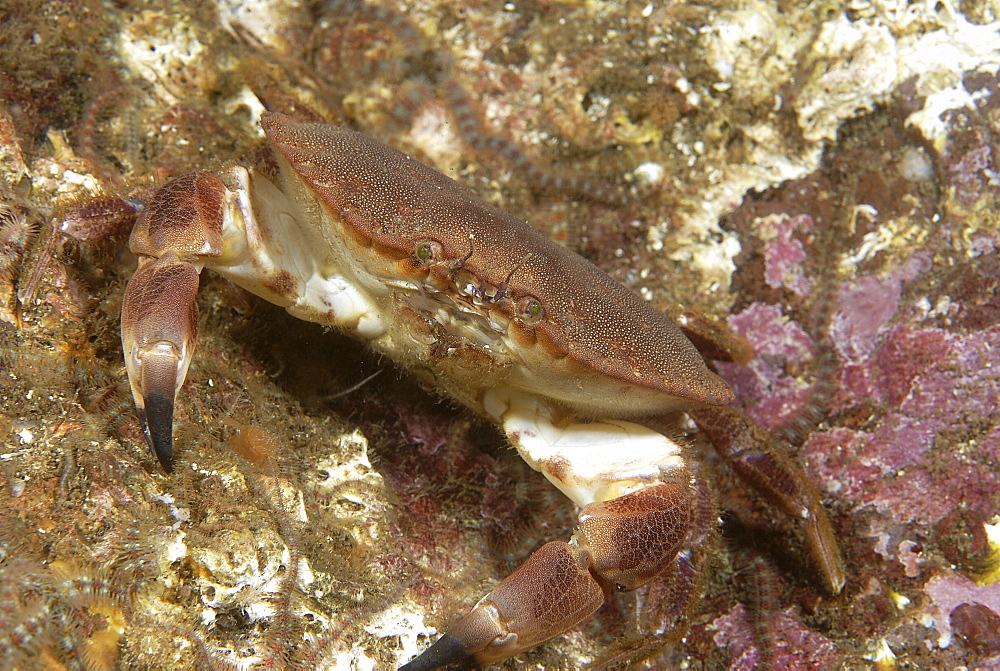 Edible Crab (Cancer pagarus), robust crab, brown in colour with black tips to claws amidst algae and soft corals, St Abbs, Scotland, UK North Sea