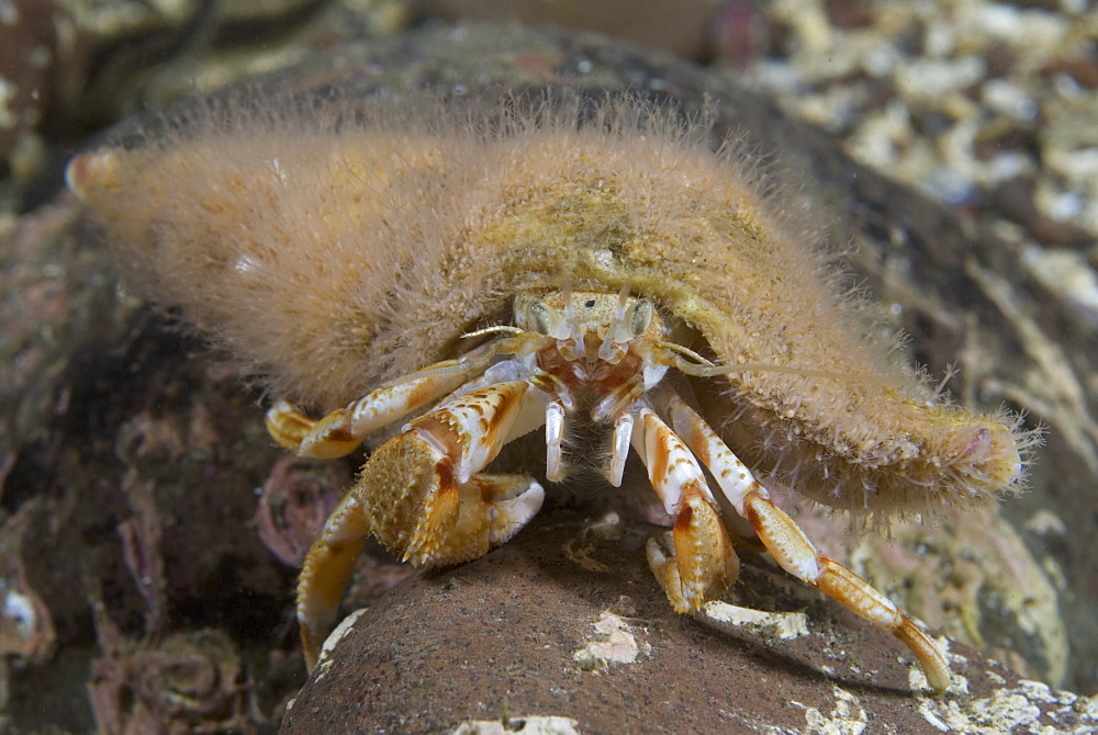 Hermit Crab Hydroid (Hydractinia echinata), on shell of Common hermit crab (Pagarus bernhardus), St Abbs, Scotland, UK North Sea