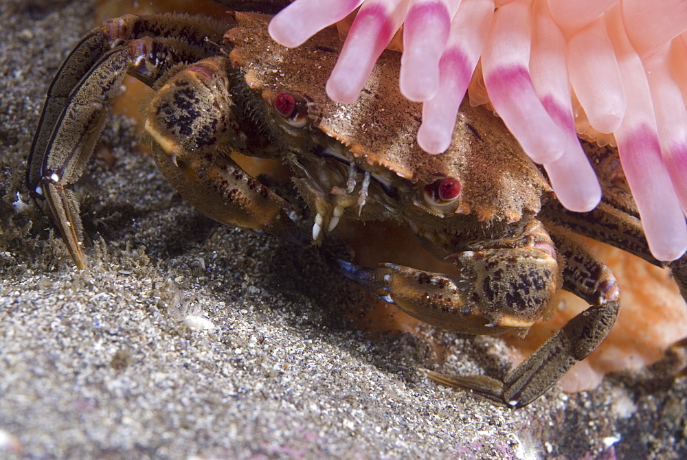 Velvet Swimming Crab (Necora puber), viewed from above, crab is hiding under rim of anemone's colourful tentacles, St Abbs, Scotland, UK