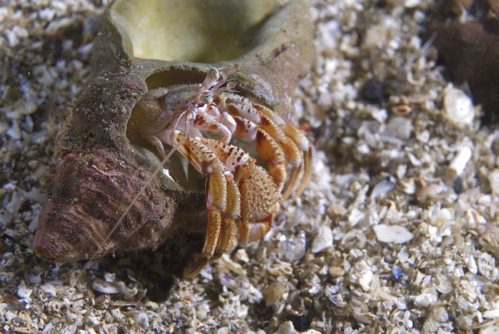 Common Hermit Crab (Pagarus berhardus), clear view of pink & brown coloured hermit crab in shell too big for crab, St Abbs, Scotland, UK North Sea