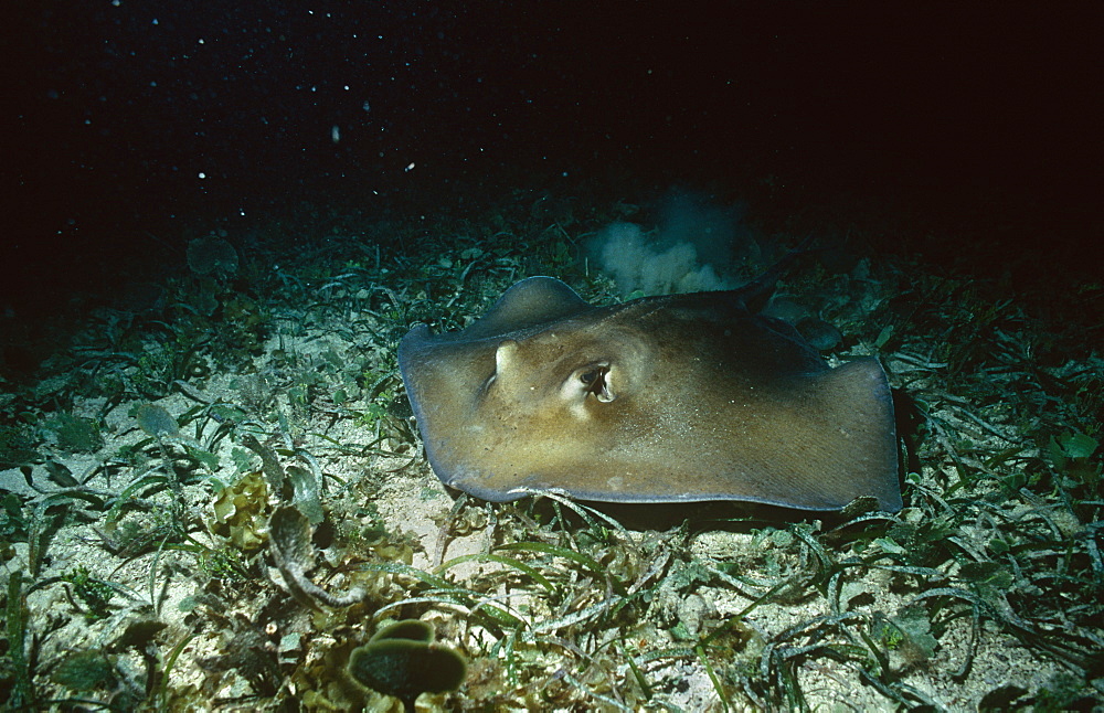 Southern Stingray (Dasyatis americana),  feeding at night, British Virgin Islands, Caribbean