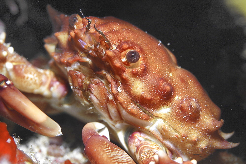 red Ridged Clinging Crab (Mithrax forceps) nice profile of crab's head and claws in a small dark cavern, Cayman Brac, Cayman Islands, Caribbean