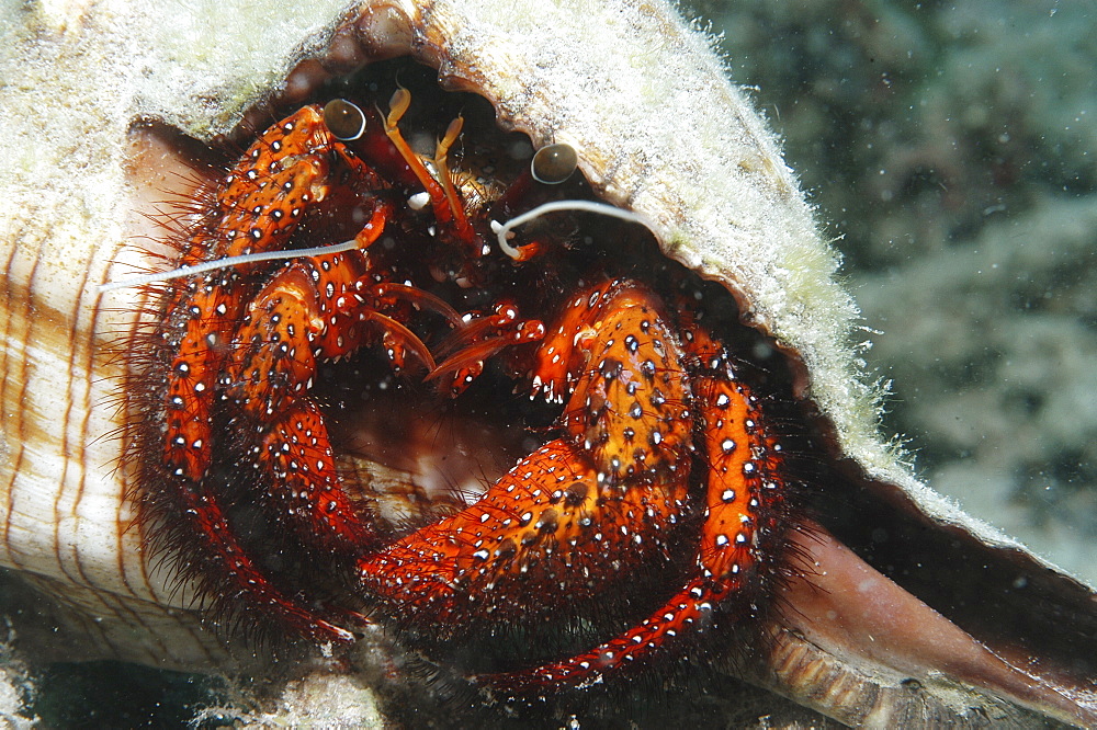 Hermit crab, Mabul