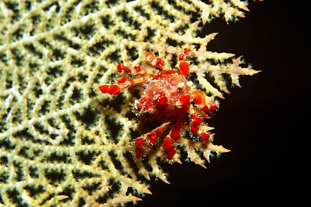 Cryptic teardrop crab (Pelia mutica), Nice red crab sitting on cream sea fan with black background, Honduras, Caribbean.