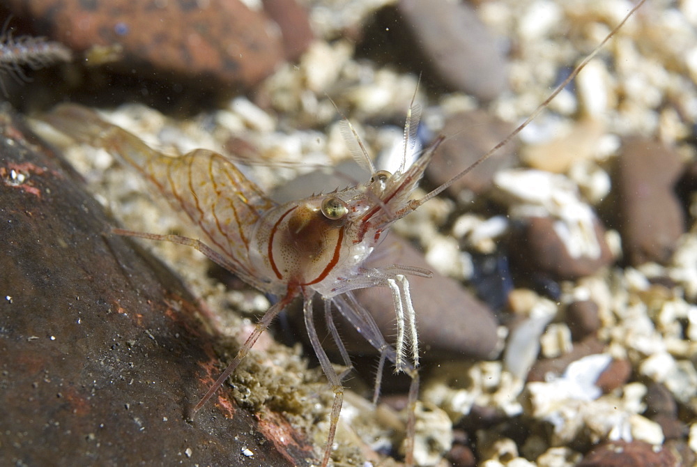 Pink Prawn or Northern Prawn (Pandalus montagui), clear view of prawn on gravel seabed, St Abbs, Scotland, UK