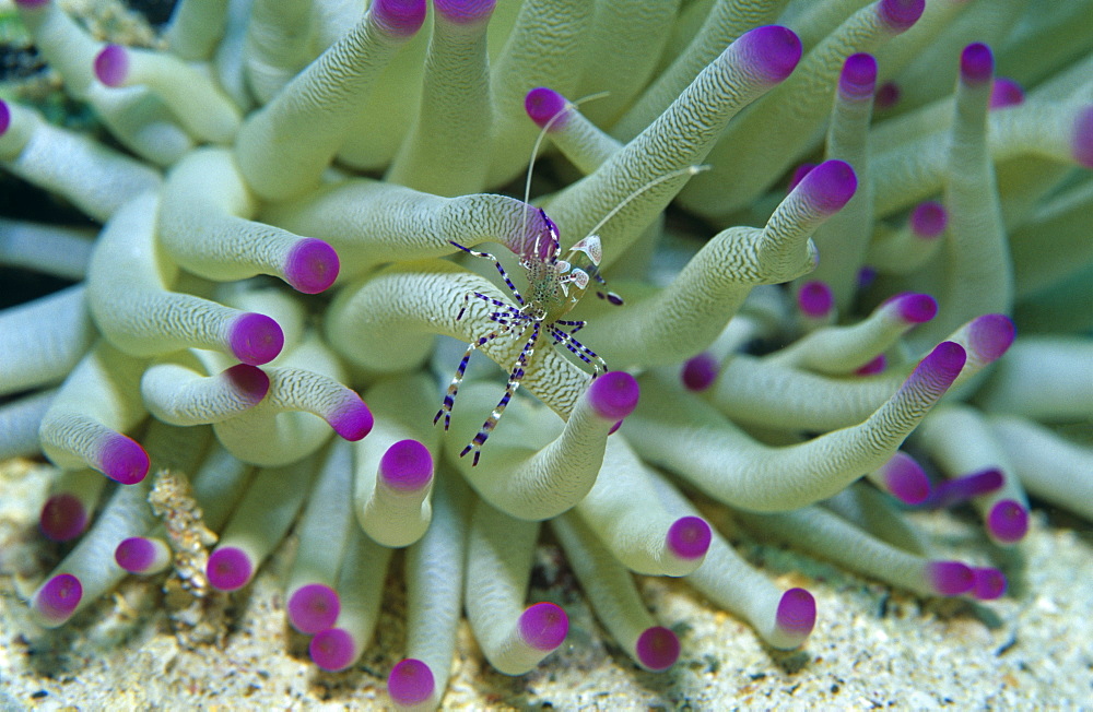 Spotted Cleaner shrimp (Periclemenes yucatanicus) on anemone, Curacao, Netherlands Antilles. Caribbean.