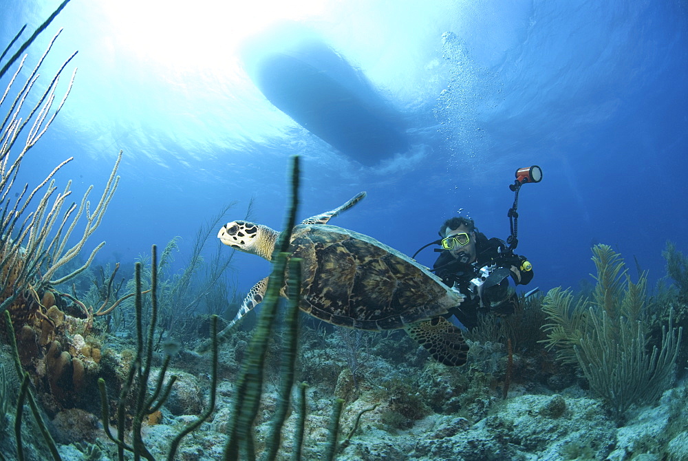 Hawksbill Turtle (Eretmochelys imbriocota), swimming over coral reef with underwater photographer in background, Cayman Brac, Cayman Islands, Caribbean