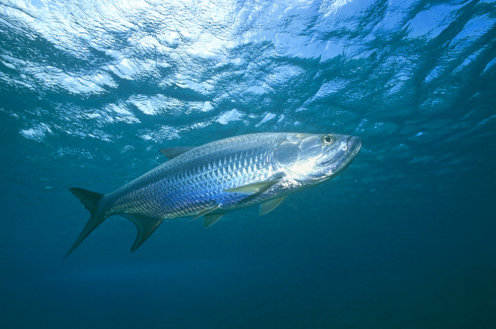 Tarpon (Megalops atlanticus). Tobago.