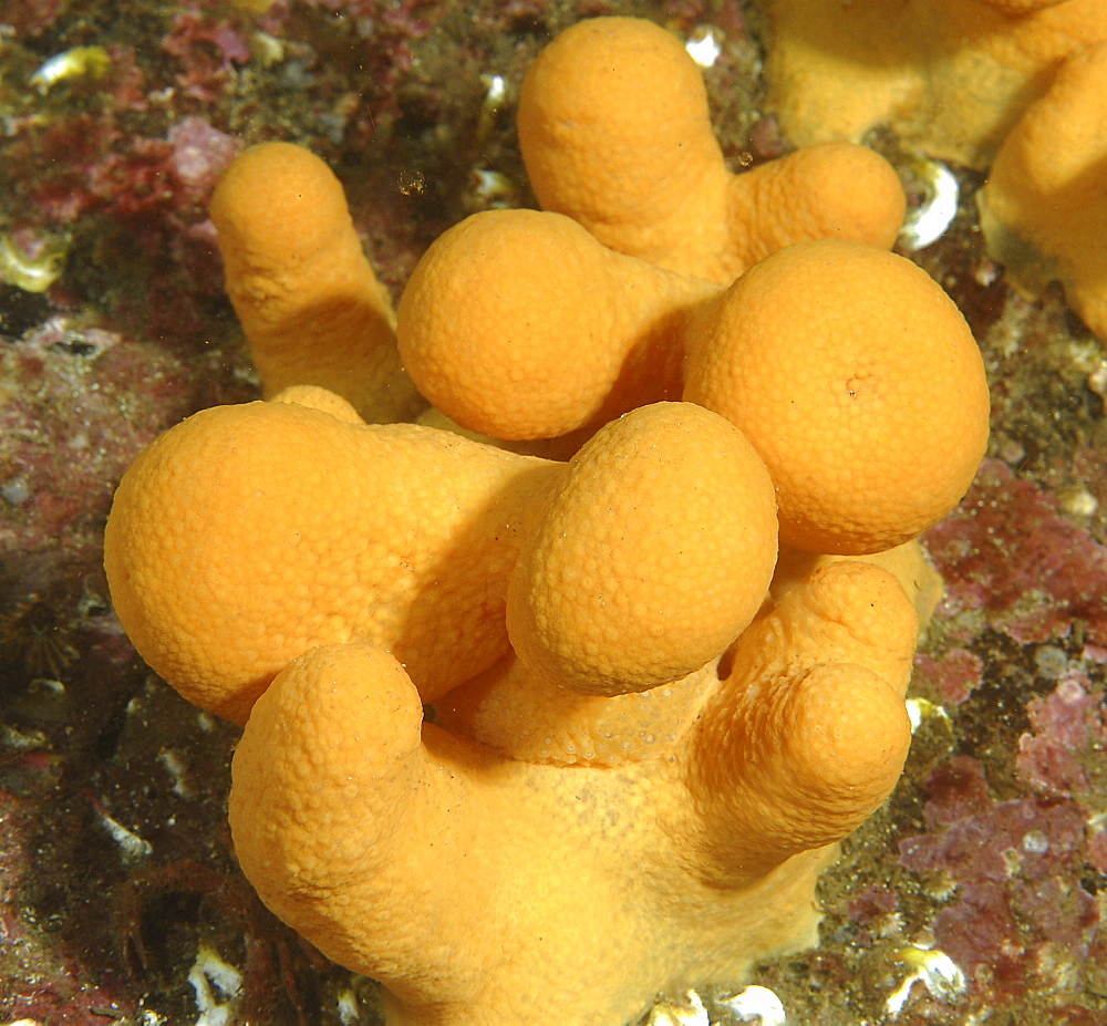 Dead Mens Fingers (Alcyonium digitatum), clump of yellow/orange dead men's fingers with polyps retracted, St Abbs, Scotland, UK North Sea