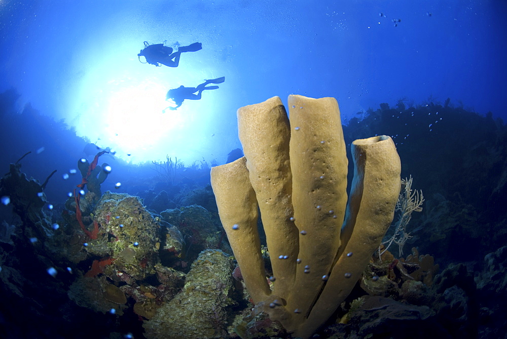 Brown Tube Sponge (Agelas conifera) stand of four tubes against blue water and two scuba divers, Little Cayman Island, Cayman Island, Caribbean