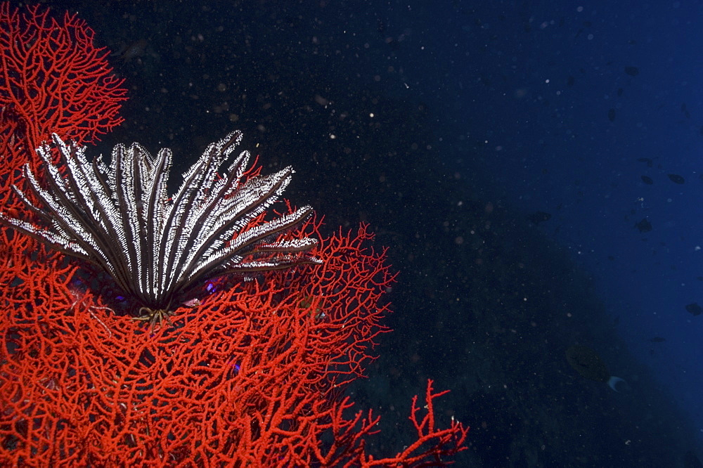 Comanthina Crinoid (Comantheria briareus) black & white in colour and hanging down on brilliant red Sea Fan, Sipidan, Mabul, Malaysia.