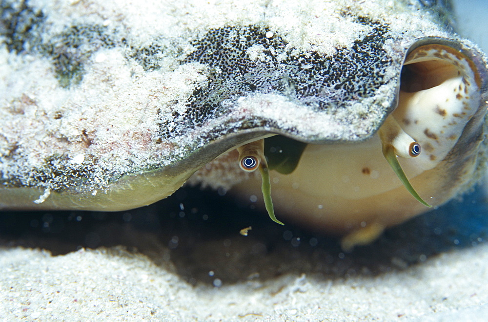 Queen conch (Strombus gigas) detail showing head and eyes, Cayman Islands, Caribbean.