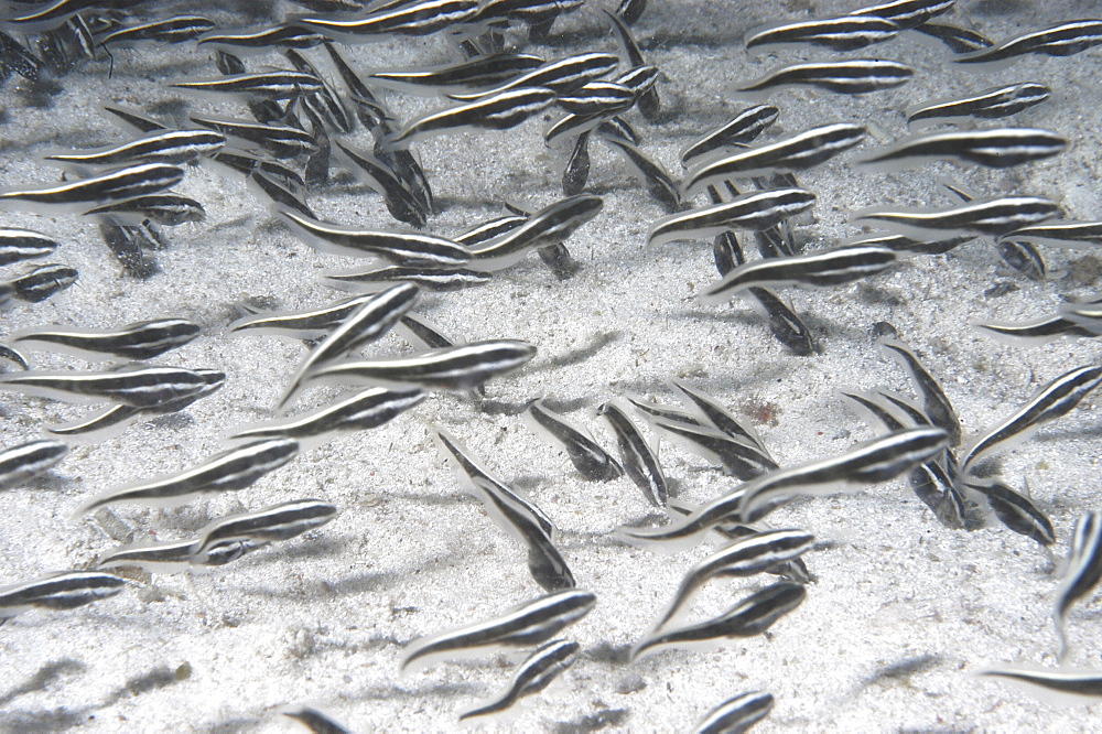 Juvenile Striped Eel Catfish (Plotosus lineatus) school of juveniles on sand seabed, Mabul, Borneo, Malaysia