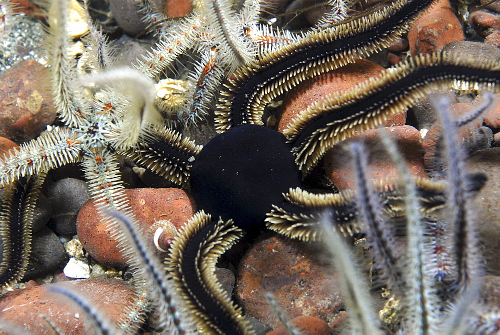 Black Brittle Starfish (Ophiocomino nigra), black variety on soft coral and fragile brittle starfish, St Abbs, Scotland, UK North Sea