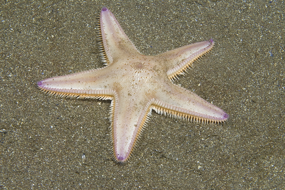 Burrowing Starfish (Astropecten irregularis), typical shape of five arms, pink in colour, on dark sand seabed, St Abbs, Scotland, UK North Sea