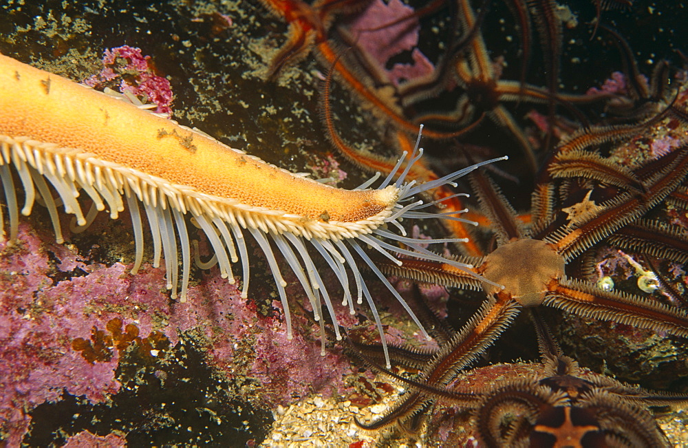 Seven-Armed Starfish (Luidia ciliaris) Close up detail showing tube feet, St Abbs, Scotland, UK North Sea