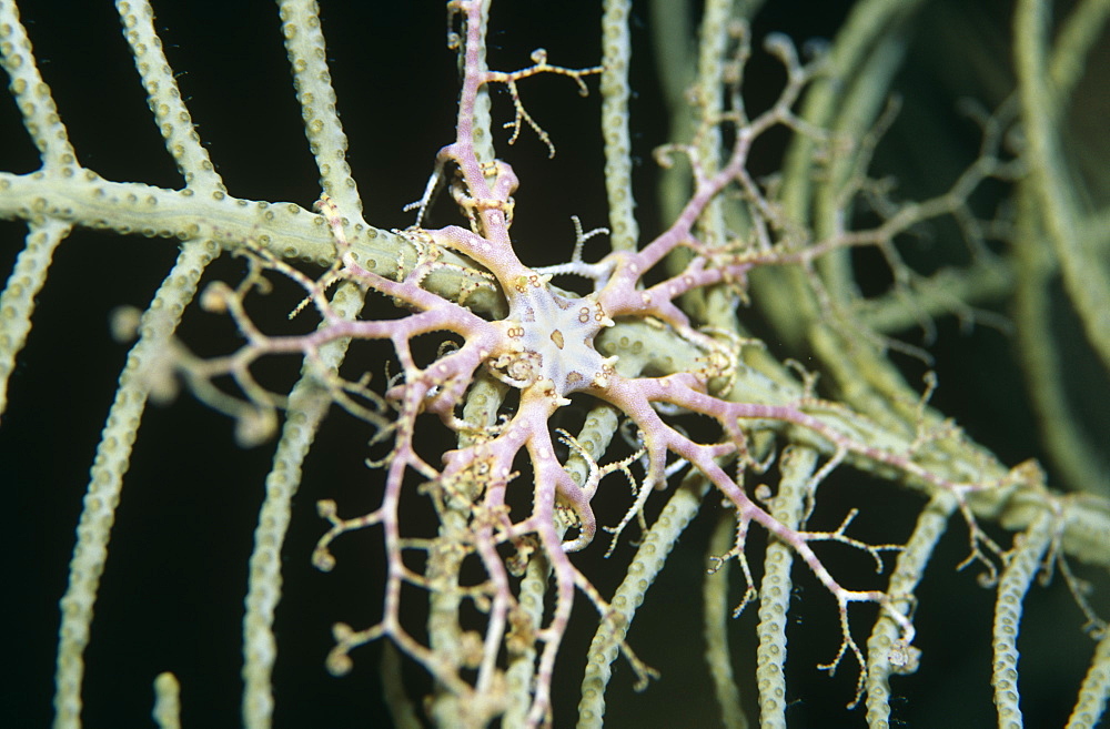 Basket Star fish (Astrophyton muricatum) Juvenile on gorgonian coral, Cayman Islands, Caribbean.