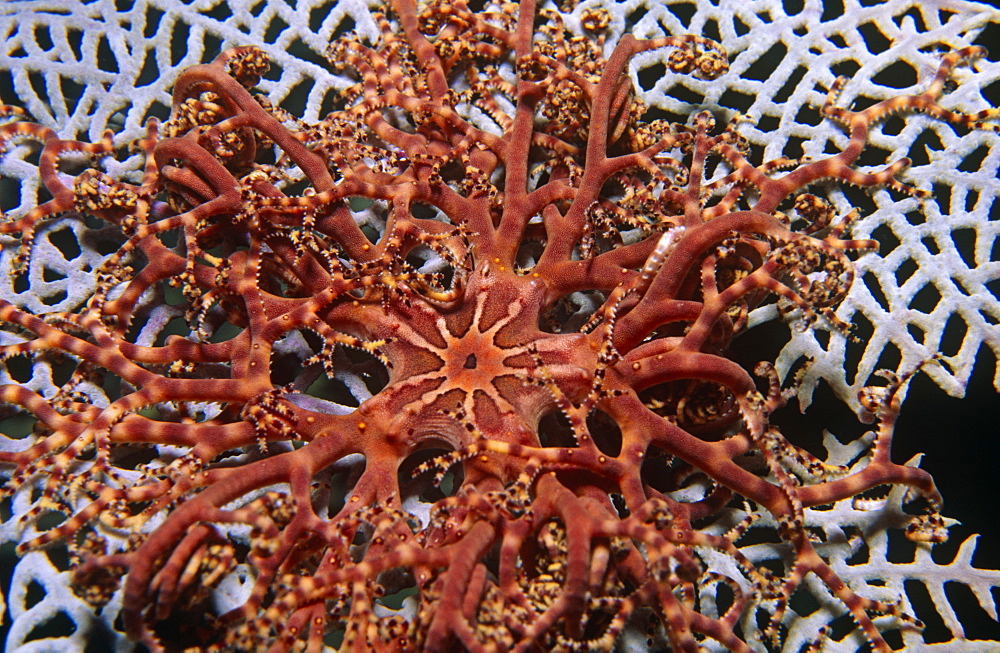 Basket Star fish (Astrophyton muricatum)  Deep red coloured adult on lighter seafan, Honduras, Caribbean.