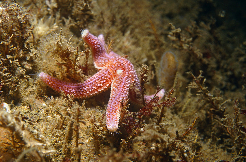 Star fish (Leptasterias muelleri) Small starfish, very similar to common starfish, but more vivid colours, Isle of Man, UK.