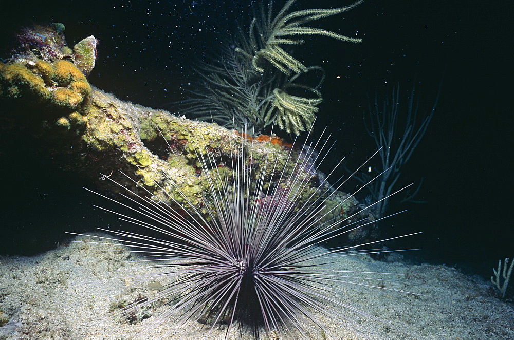 Longspread Urchin (Diadema antillarum). British Virgin Islands.