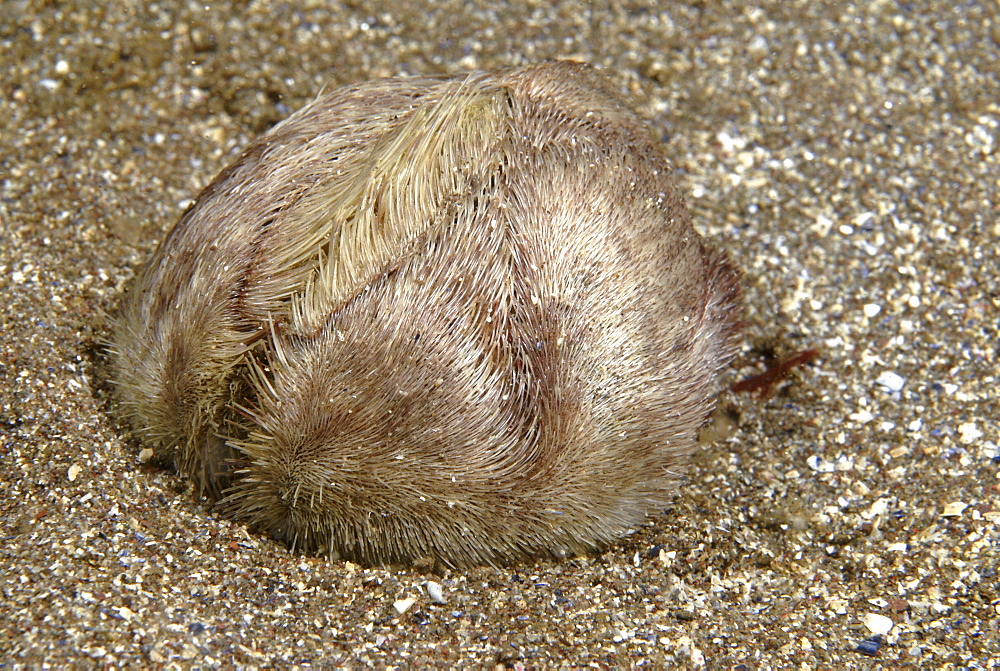 Sea Potato (Echinocardium cordatum),  profile view of rare burrowing sea urchin showing detail of hairs on shell, on sandy seabed, St Abbs, Scotland, UK