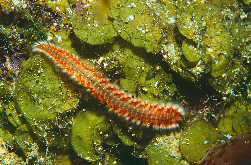 Fire worm (Hermodice coruncudata). Bahamas.