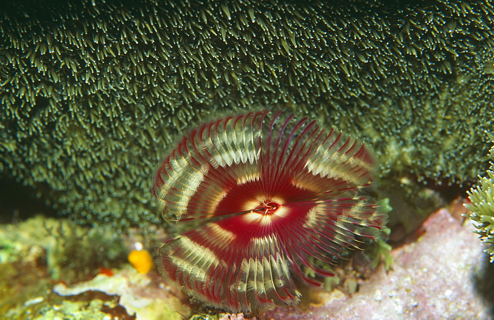 Split-crown feather duster worm (anamobea orstedii).