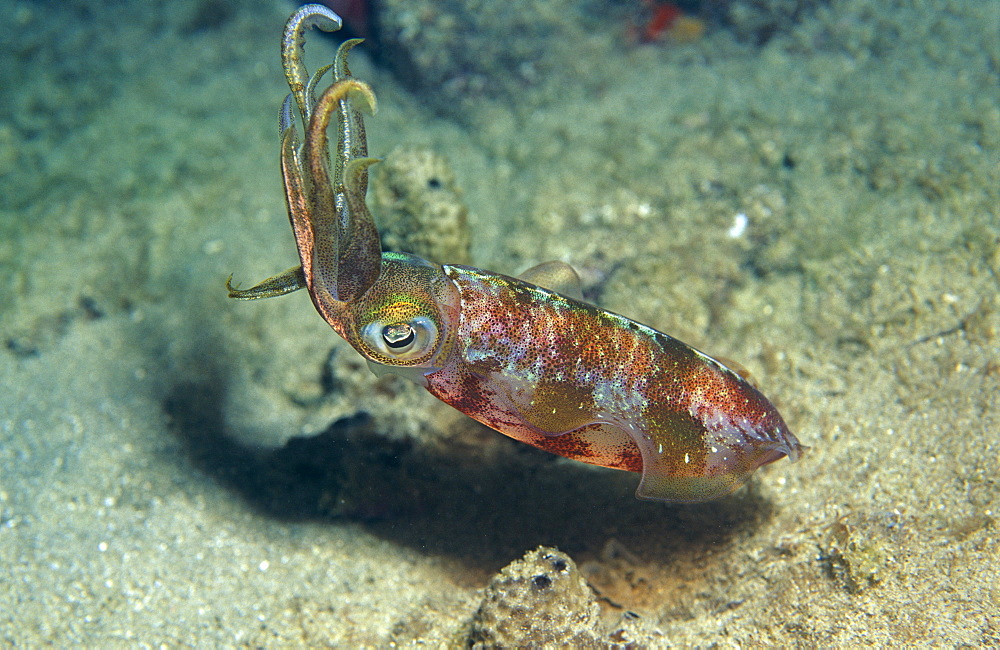 Caribbean reef squid (Sepiotenthius sepiodae).