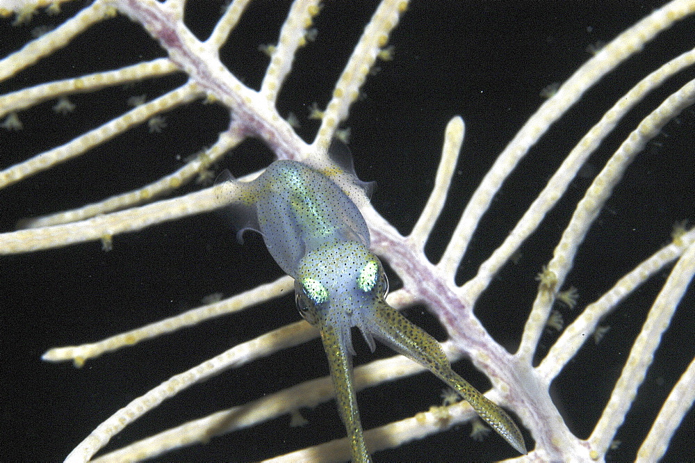 Reef Squid (Sepioteuthis sepioidea), juvenile swimming towards coral sea fan at night,  Little Cayman Island, Cayman Island, Caribbean