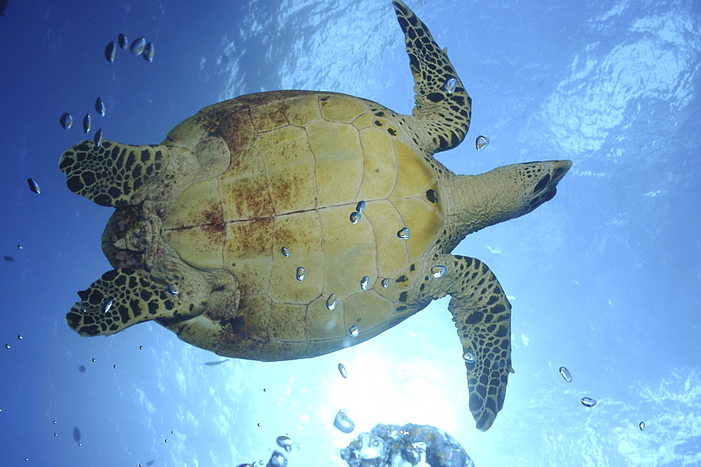 Green Turtle (Chelonia mydas) against the surface and illuminated from underneath, Rangiroa, French Polynesia