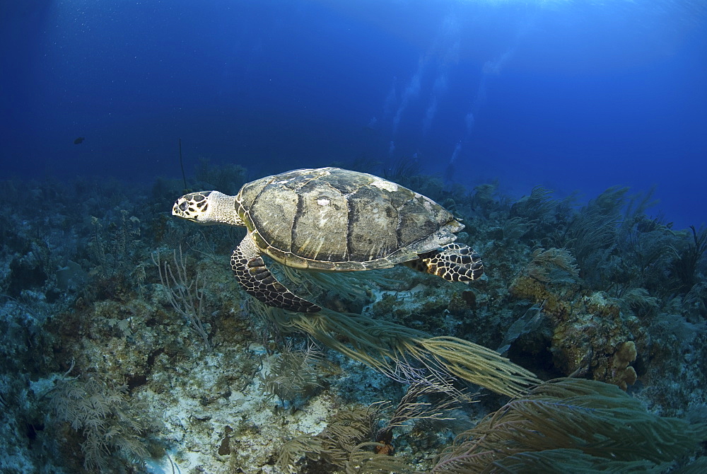 Hawksbill Turtle (Eretmochelys imbriocota), swimming over coral reef,  Little Cayman Island, Cayman Island, Caribbean