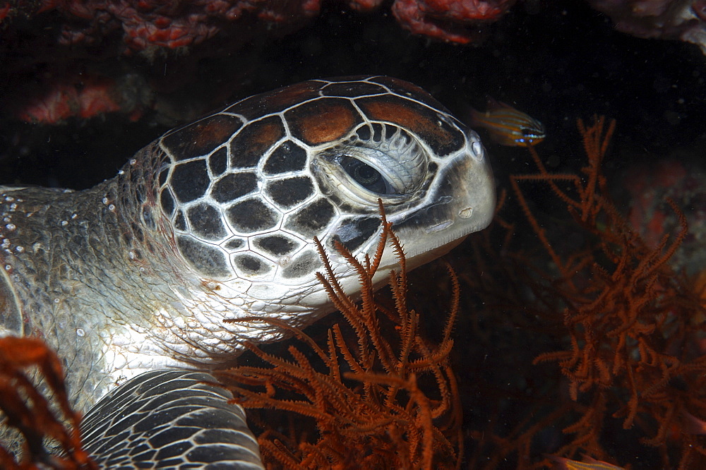 Green Turtle (Chelonia mydas),detail of head amongst precious black coral, Rangiroa, French Polynesia