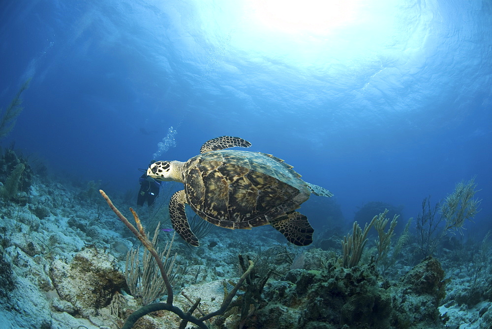 Hawksbill Turtle (Eretmochelys imbriocota), swimming over coral reef,  Little Cayman Island, Cayman Island, Caribbean