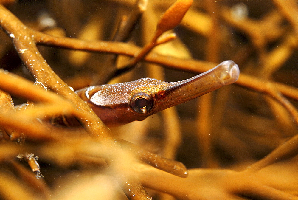 Snake Pipefish (Entelurus aequorus), hiding amidst Halydris sea oak, great camouflage, St Abbs, Scotland, UK North Sea