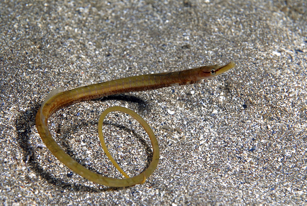 Snake Pipefish  (Entelurus aequorus) in typical snake-like position with tail curled up, St Abbs, Scotland, UK North Sea