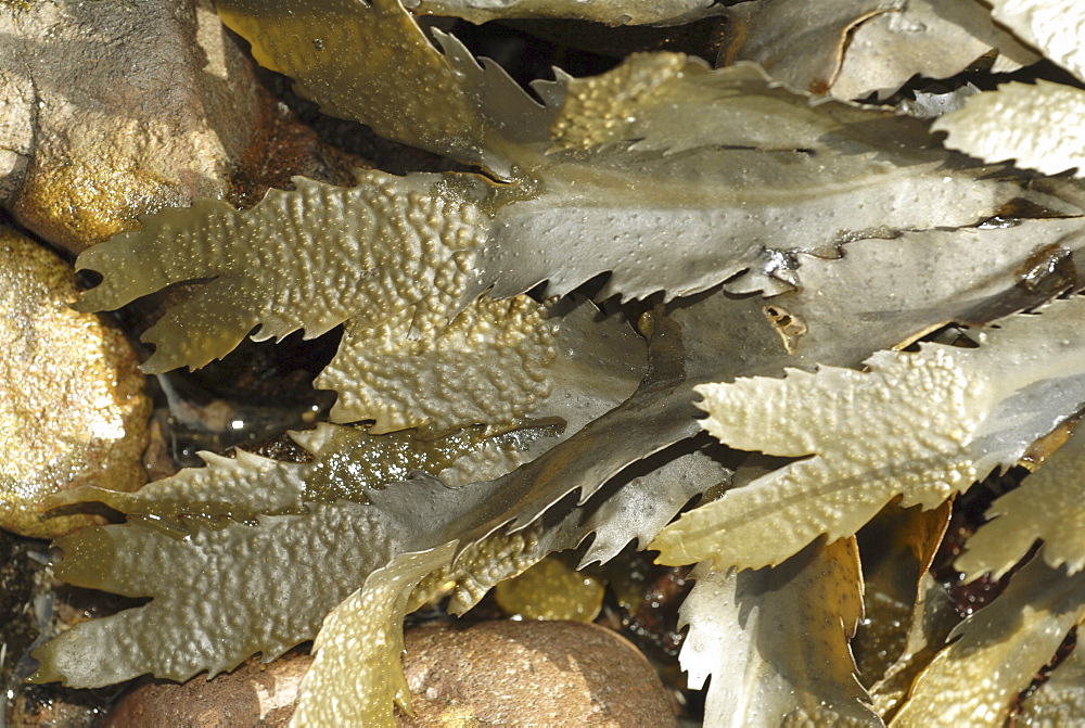 Serrated wrack (Fucus serratus), view of seaweed dry on the shoreline, clearly shows serrated feature,  St Abbs, Scotland, UK North Sea