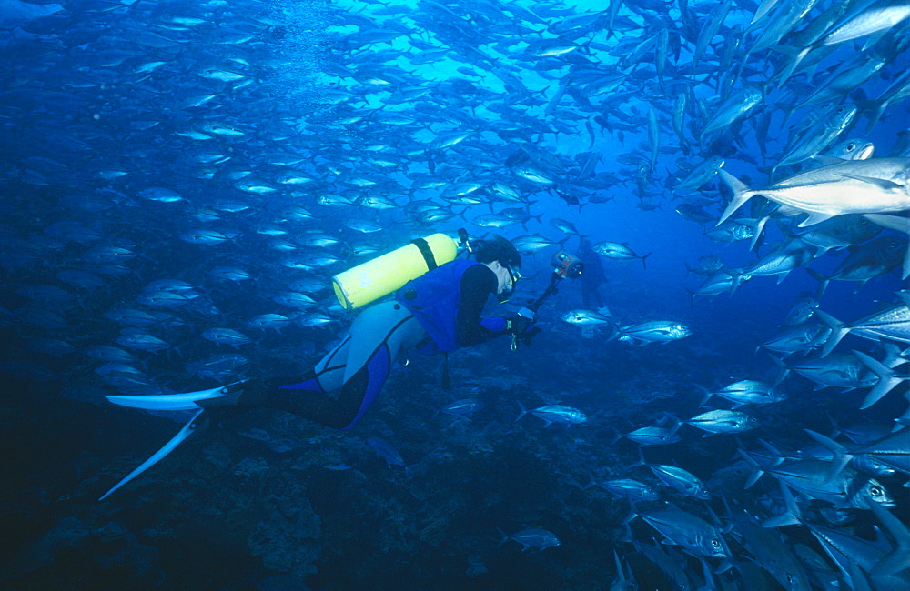 Diver and giant Trevally. Sipadan, Malasyia