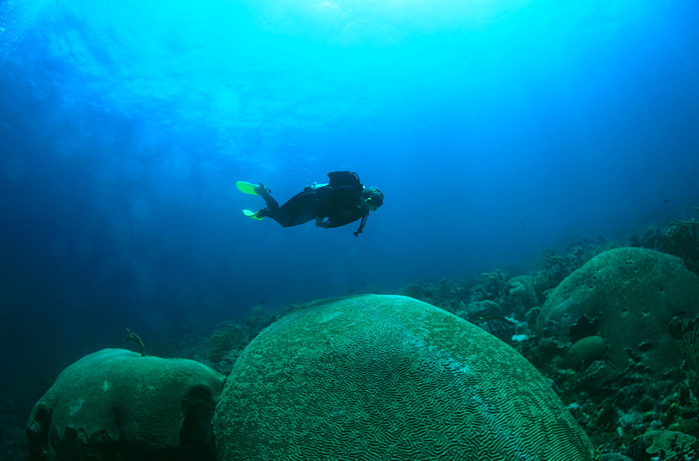 Diver with giant brain coral. Tobago.