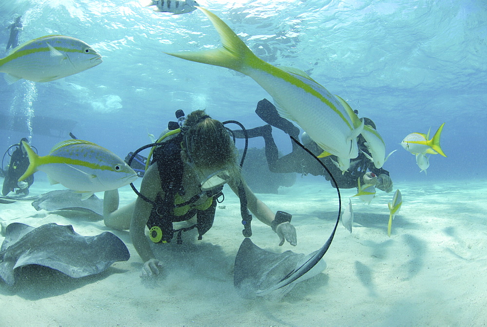 Diver with Sting rays, Stingray City Sandbar, Grand Cayman Island, Cayman Islands, Caribbean