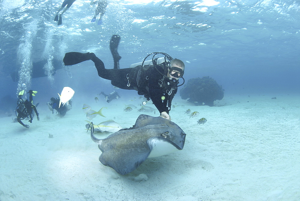 Diver with Sting rays, Stingray City Sandbar, Grand Cayman Island, Cayman Islands, Caribbean