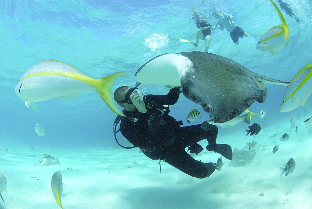 Diver with Sting rays, Stingray City Sandbar, Grand Cayman Island, Cayman Islands, Caribbean