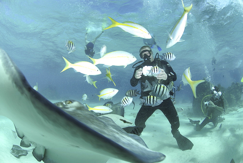 Diver with Sting rays, Stingray City Sandbar, Grand Cayman Island, Cayman Islands, Caribbean