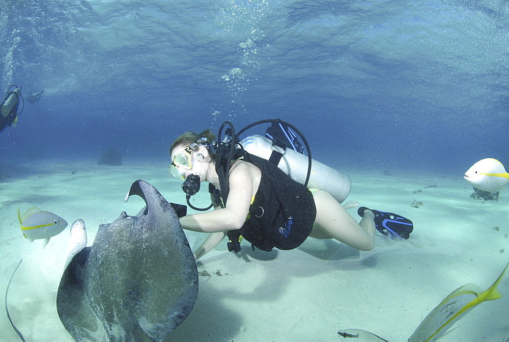 Diver with Sting rays, Stingray City Sandbar, Grand Cayman Island, Cayman Islands, Caribbean